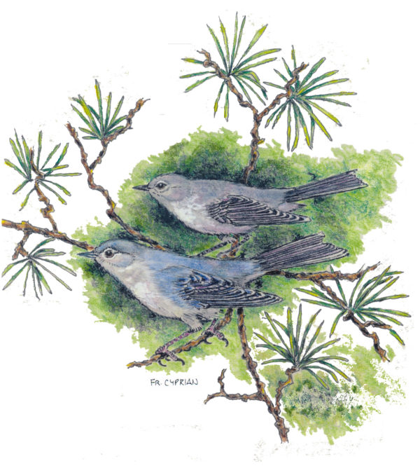 Bird Note Cards - Original Art by Franciscan Friar Cyprian Mercieca, T.O.R. - Image 6
