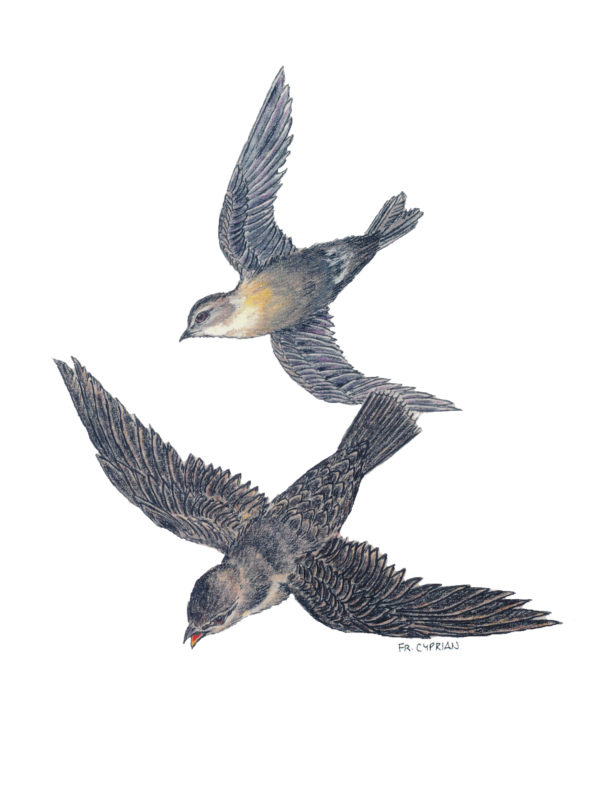 Bird Note Cards - Original Art by Franciscan Friar Cyprian Mercieca, T.O.R. - Image 5