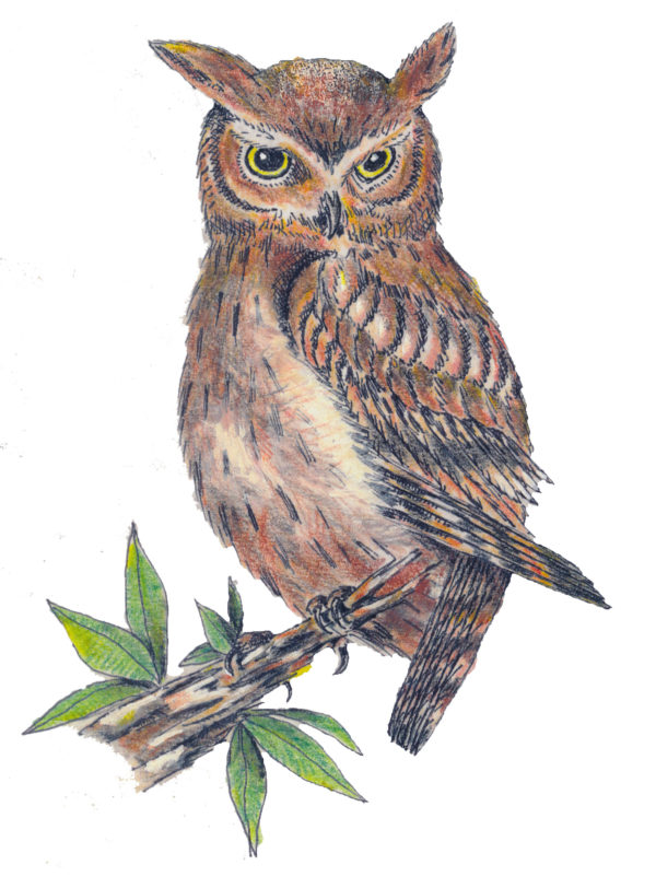 Bird Note Cards - Original Art by Franciscan Friar Cyprian Mercieca, T.O.R. - Image 10