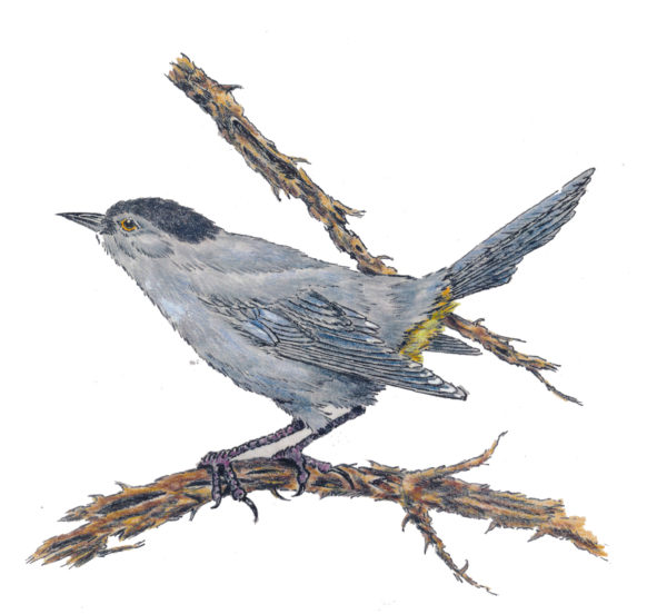 Bird Note Cards - Original Art by Franciscan Friar Cyprian Mercieca, T.O.R. - Image 4