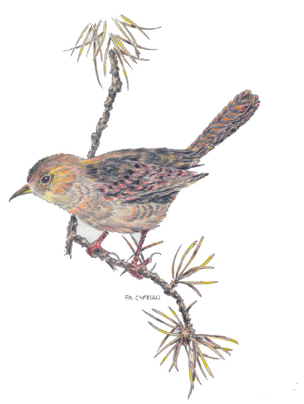 Bird Note Cards - Original Art by Franciscan Friar Cyprian Mercieca, T.O.R. - Image 8