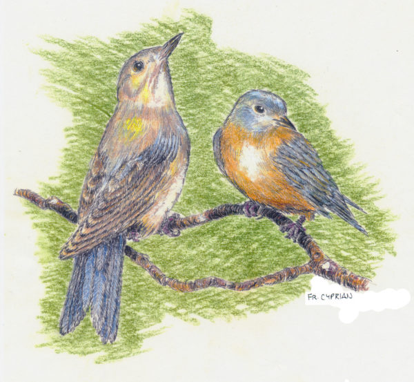 Bird Note Cards - Original Art by Franciscan Friar Cyprian Mercieca, T.O.R. - Image 3