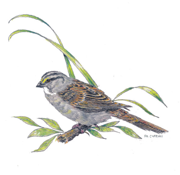 Bird Note Cards - Original Art by Franciscan Friar Cyprian Mercieca, T.O.R. - Image 7