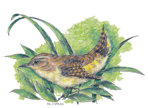 Bird Note Cards - Original Art by Franciscan Friar Cyprian Mercieca, T.O.R. - Image 13