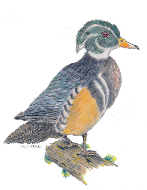 Bird Note Cards - Original Art by Franciscan Friar Cyprian Mercieca, T.O.R. - Image 12