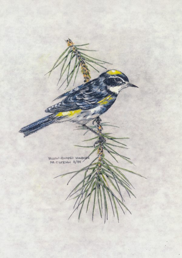 Bird Note Cards - Original Art by Franciscan Friar Cyprian Mercieca, T.O.R. - Image 11
